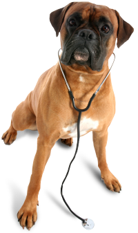 Home | Veterinarian in Chatham, ON | Grand Ave. Pet Hospital Grand Ave. Pet  Hospital - Veterinarian in Chatham, ON Canada