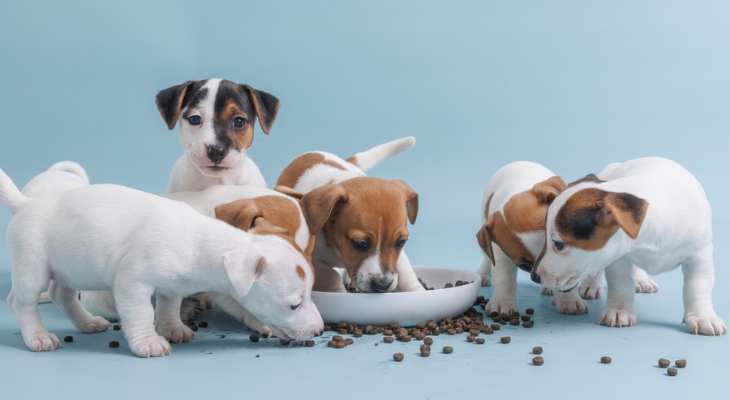 How to Choose the Right Food for Your Puppy - How To Choose The Right Food For Your Puppy - Grand Ave. Pet Hospital