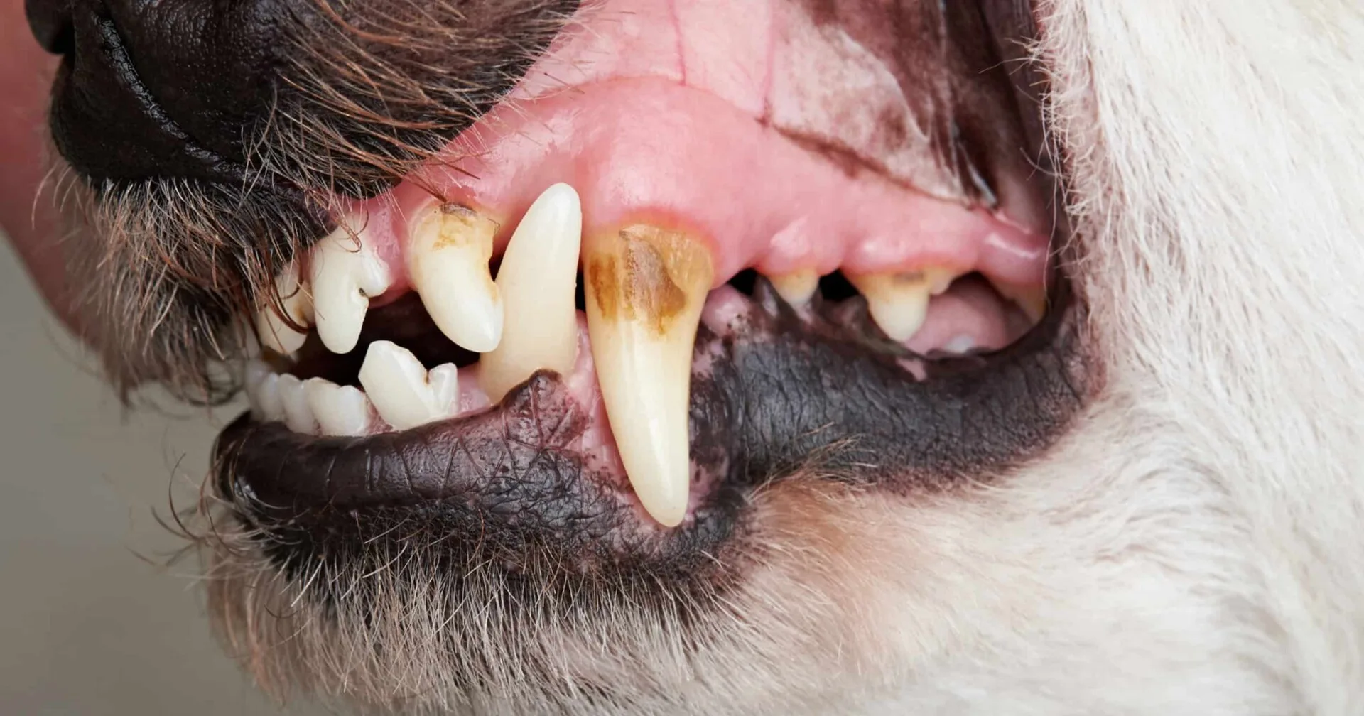 Comprehensive Pet Dental Care At Grand Ave Vet Clinic - PetDentalCare1 - Grand Ave Pet Hospital