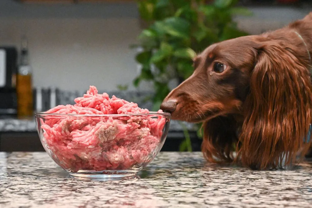 🐶 The Importance of Protein in Your Dog’s Diet - The Importance Of Protein In Your Dog’s Diet - Grand Ave. Pet Hospital