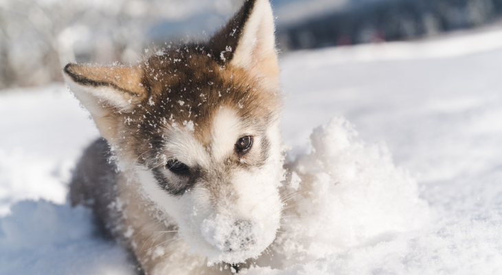 When to Let Your Puppy Go Outside During Winter? - When To Let Your Puppy Go Outside During Winter - Grand Ave. Pet Hospital