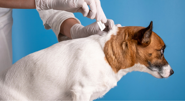 When to Start Flea and Tick Prevention for Your Puppy - When To Start Flea And Tick Prevention For Your Puppy - Grand Ave. Pet Hospital