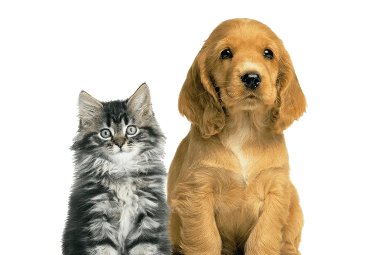 Our Team - Cat Dog - Grand Ave. Pet Hospital