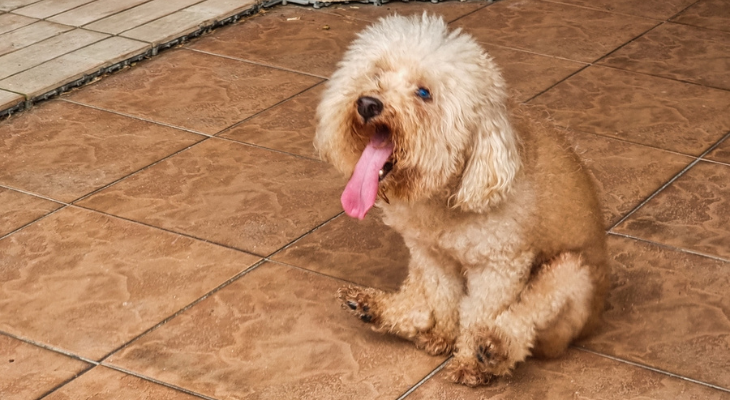 The Importance of Deworming for Your Pet - Poodle Has Worms 740532 - Grand Ave. Pet Hospital