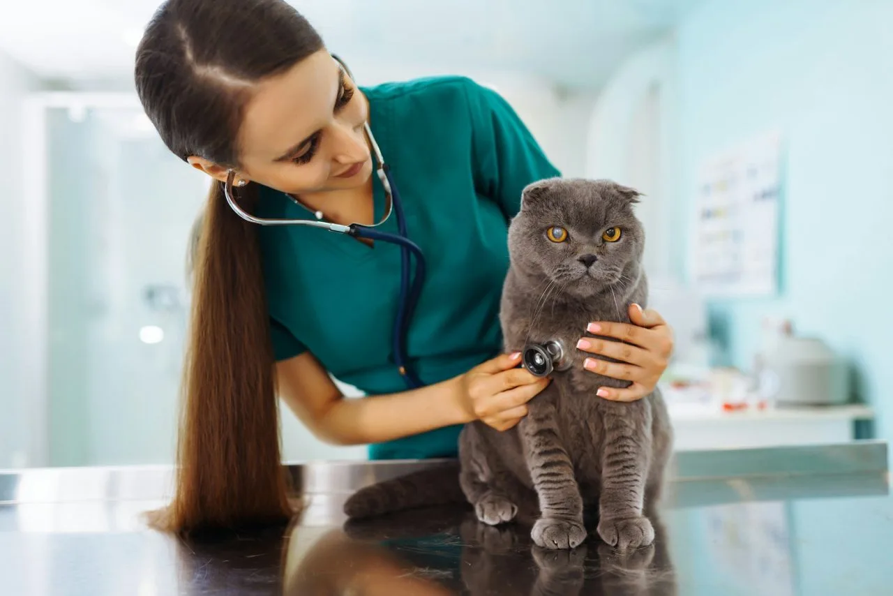 FAQs - Woman Veterinarian Examining Cat On Table In Veterinary Clinic Medicine Treatment Of Pets - Grand Ave. Pet Hospital