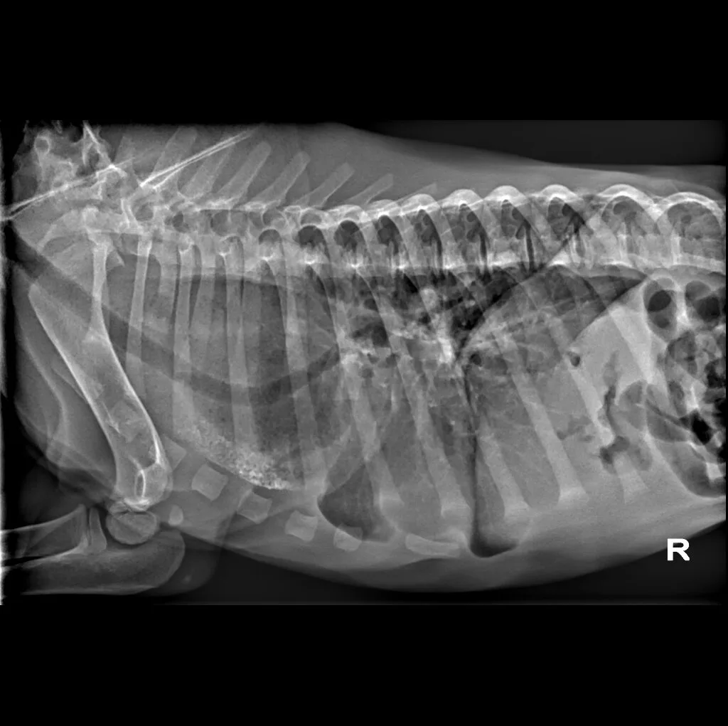 Advanced Digital Radiography At Grand Ave Pet Hospital - Megaesophagus - Grand Ave Pet Hospital